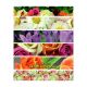 Nature Study NoteBook flexi Cover 10x8