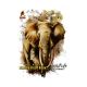 Nature Study NoteBook flexi Cover 10x8